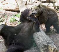 Bären im Bärenpark Worbis Schwarzwald