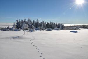 Den Schwarzwald aktiv erleben mit Wanderungen