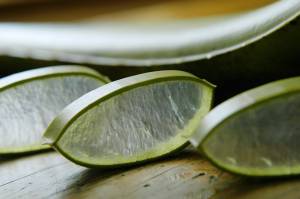 Aloe Vera Blätter Aufgeschnitten