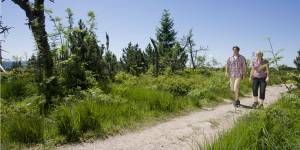 Wanderurlaub im Schwarzwald im Sommer