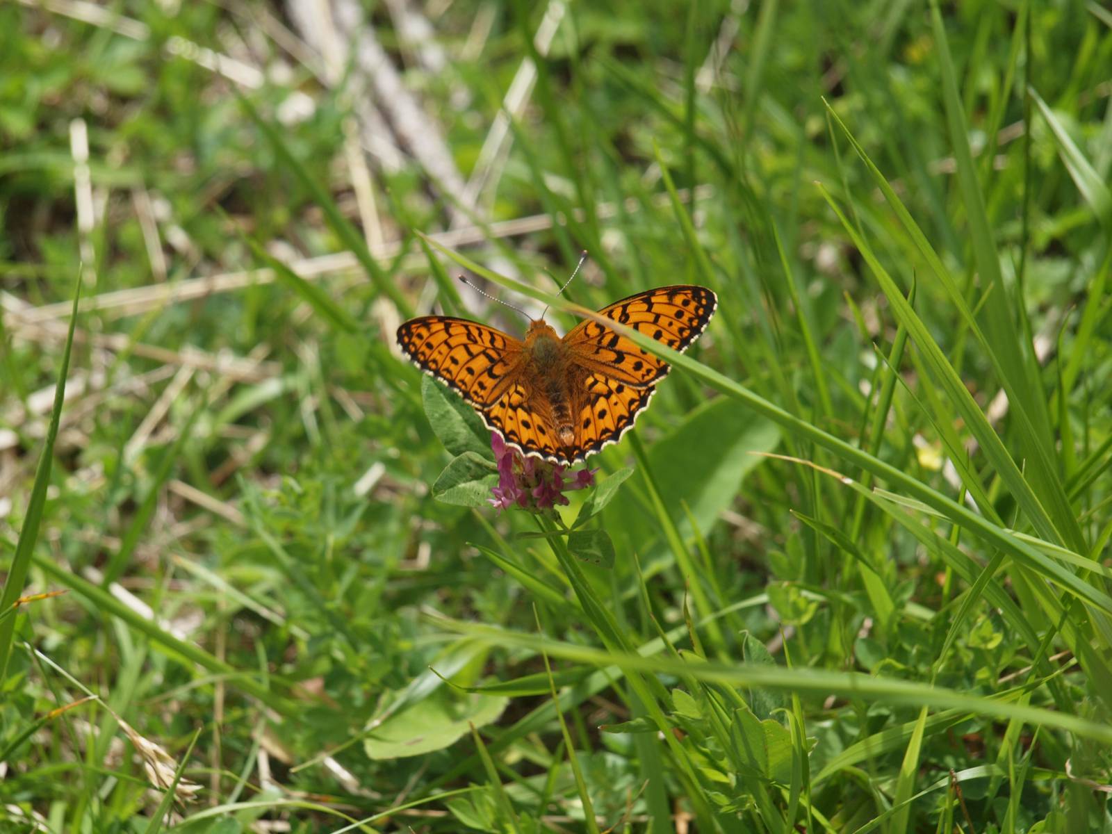 Sommer, Sonne & Natur Pur Symbolfoto