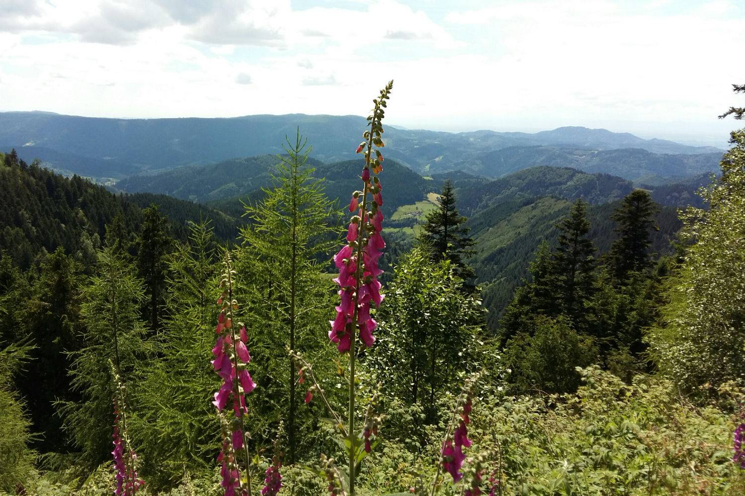 Mein Basenfasten-Tagebuch Tag 2 Symbolfoto