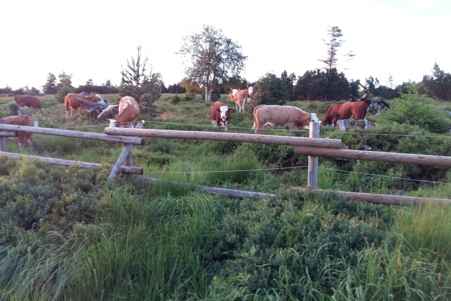 Mein Basenfasten-Tagebuch Tag 3 Symbolfoto