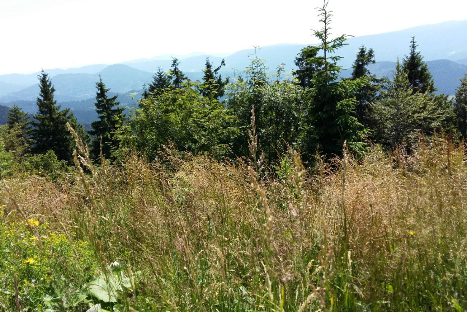 Mein Basenfasten-Tagebuch Tag 5 Symbolfoto