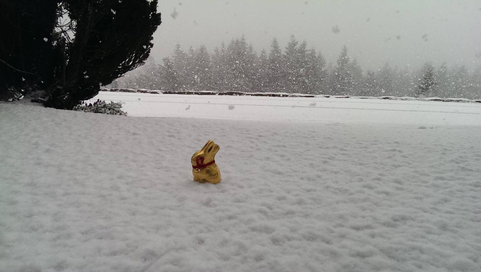 Ostern auf dem Schliffkopf Symbolfoto