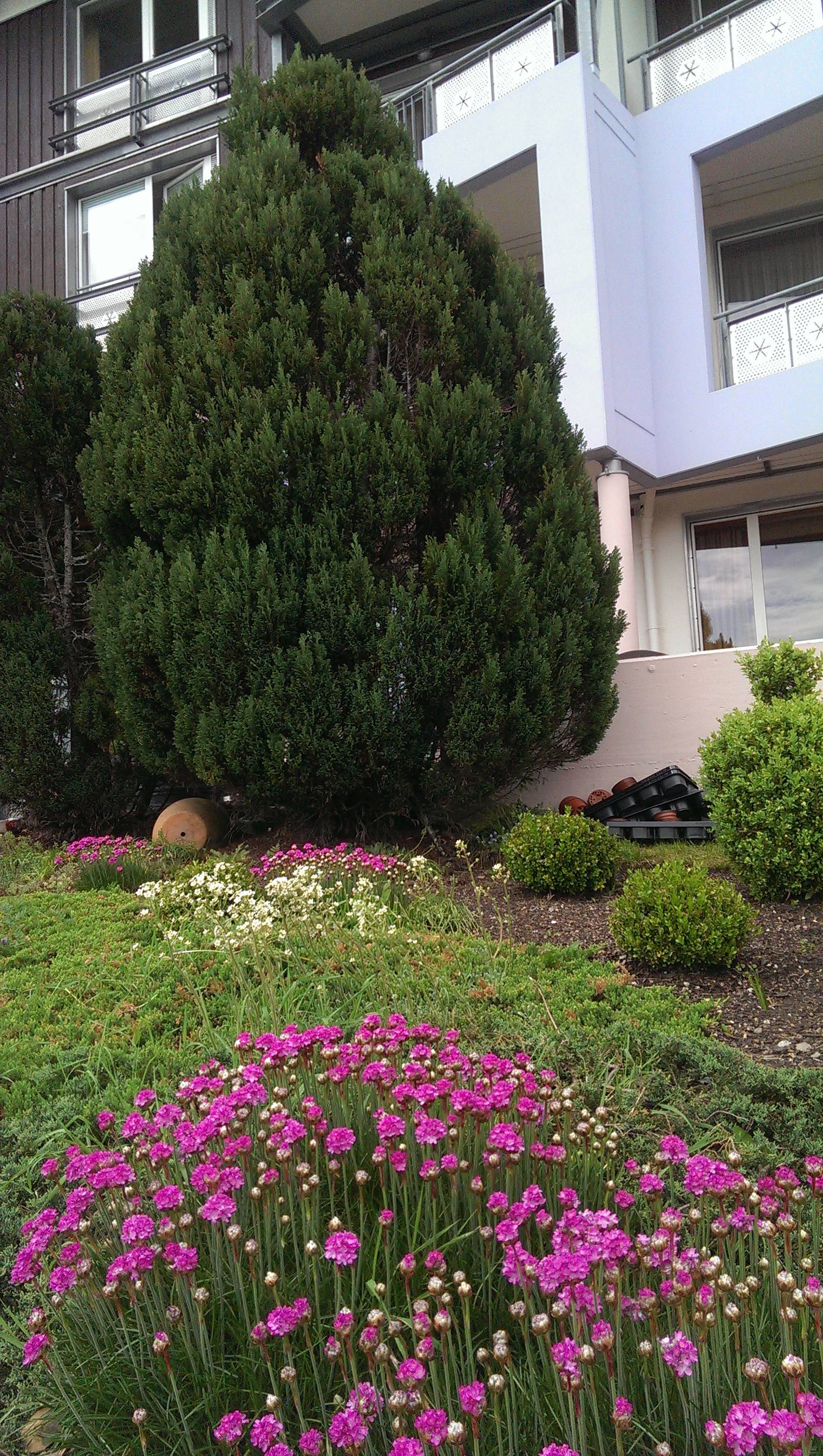 Blütenzauber vor dem Eingangsbereich Symbolfoto