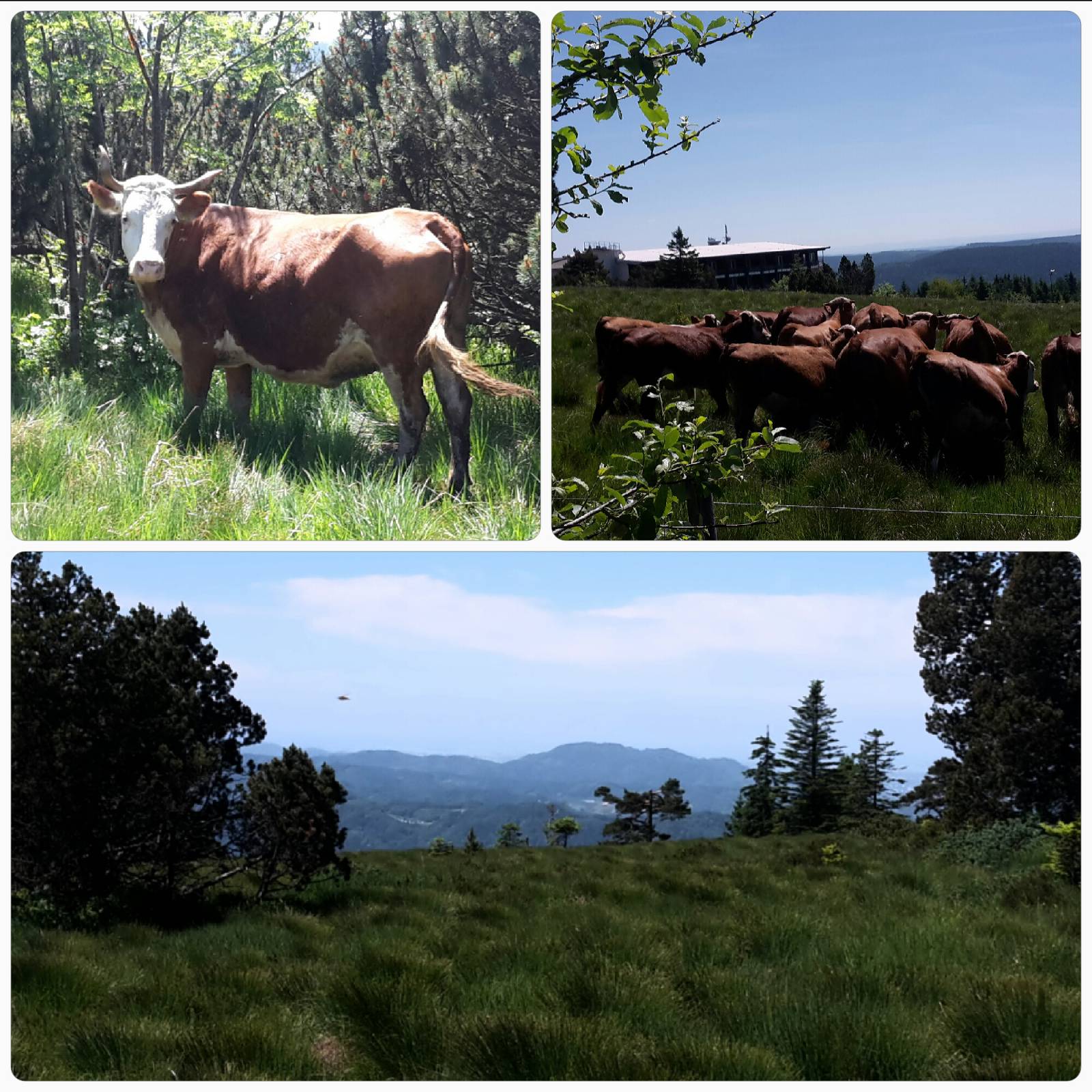 Hildrun - "Die schönste Kuh der Welt" Symbolfoto