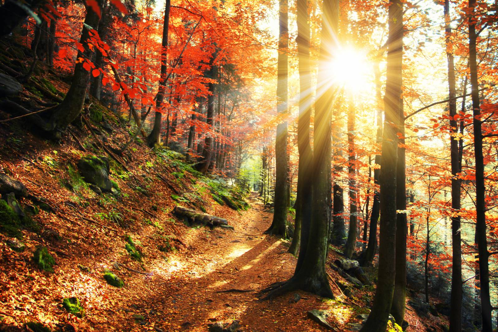 HerbstZEIT auf dem Schliffkopf Symbolfoto