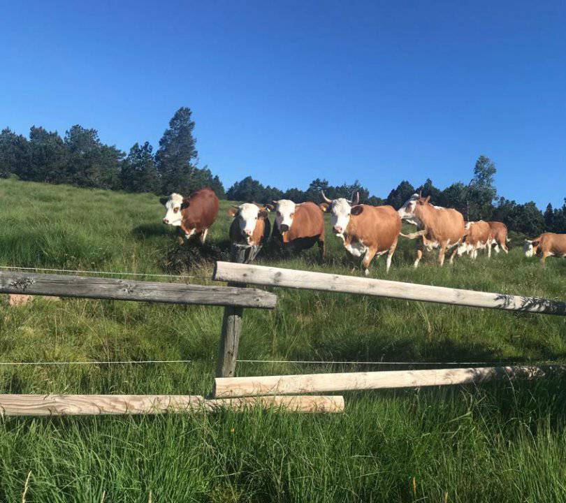 ALMAUFTRIEB Symbolfoto