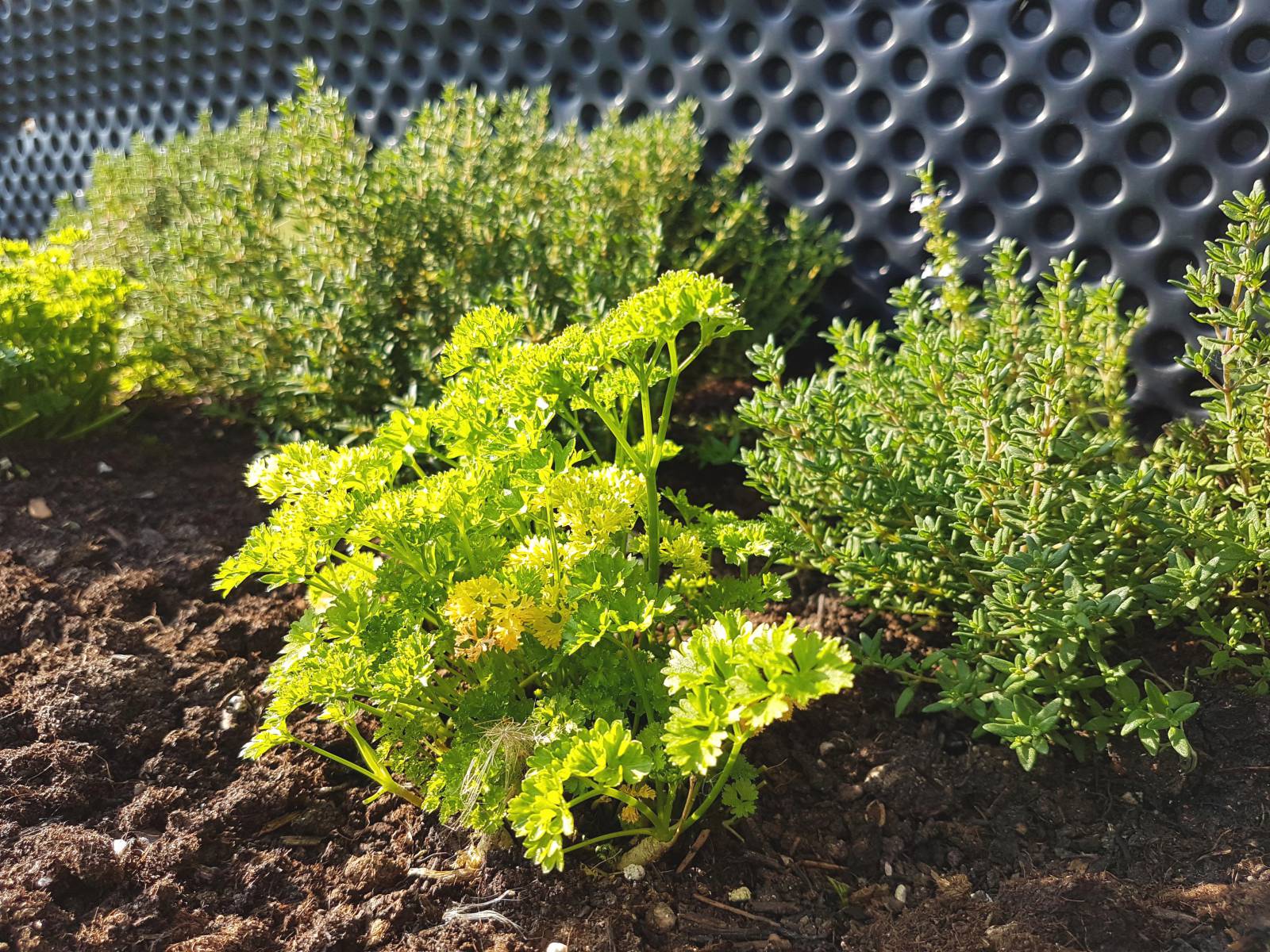 Unser hauseigener "Kräutergarten" Symbolfoto