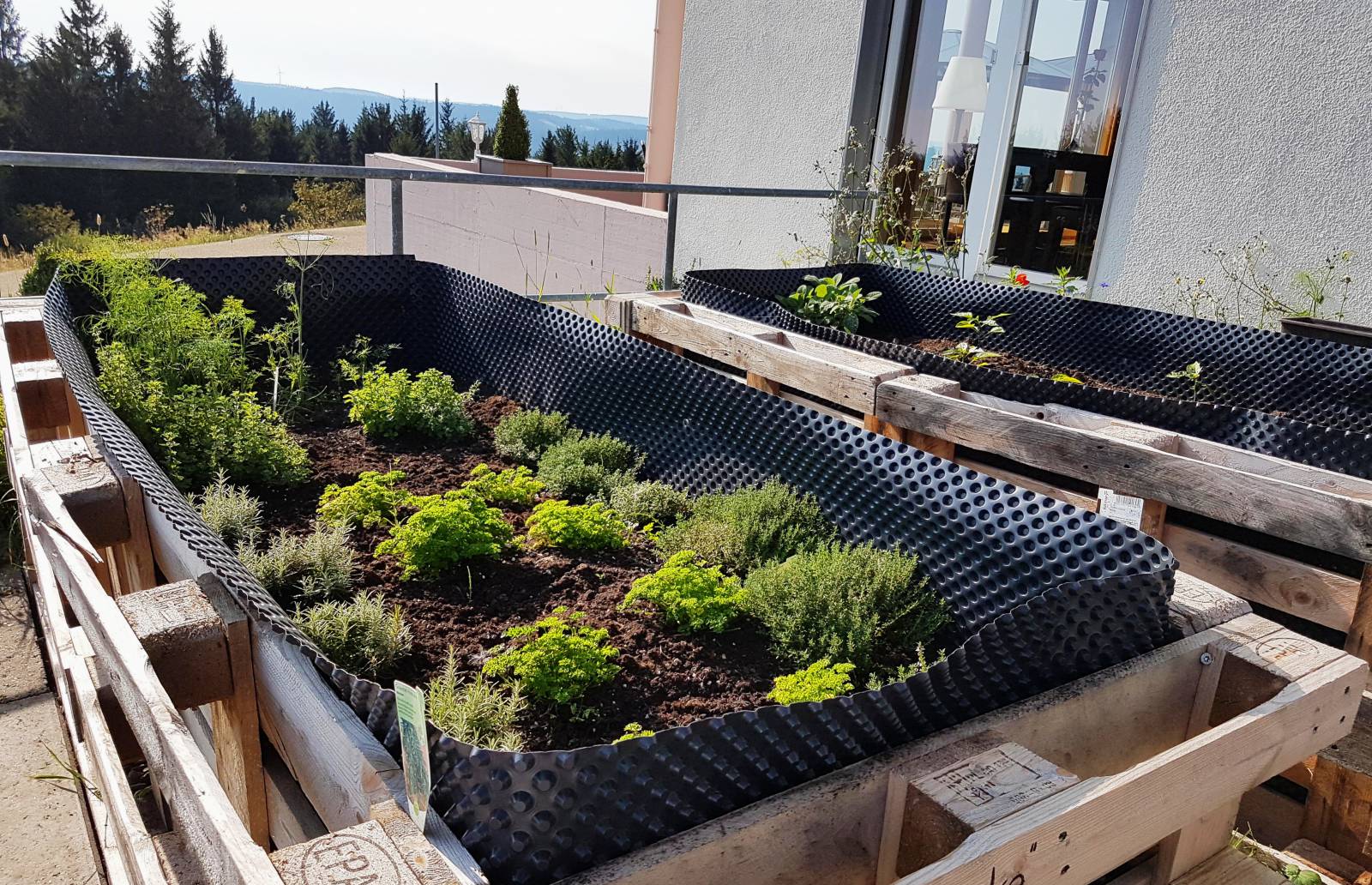 Unser hauseigener "Kräutergarten" Symbolfoto