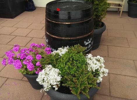 Blütenzauber vor dem Eingangsbereich Symbolfoto