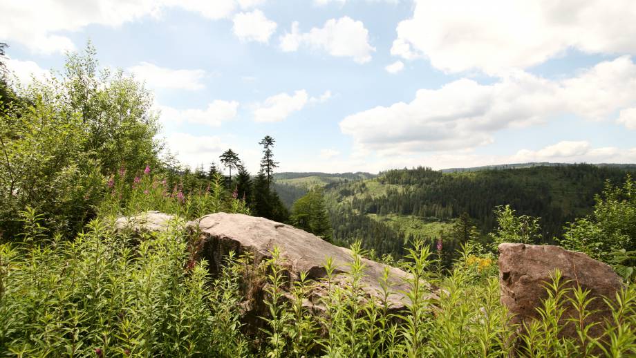 SWR Bericht Symbolfoto